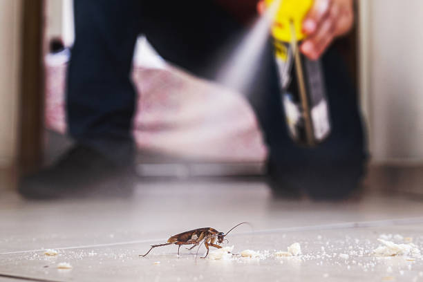 Best Wasp Removal Services  in Broken Bow, NE